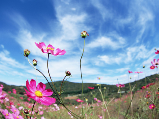 426210 (a): :1600x1200